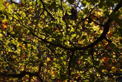 Beech Leaves Backlit By Autumn Sunshine