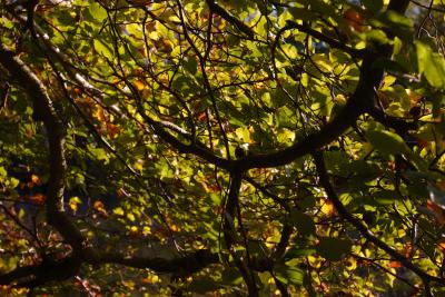 Beech Leaves Dappled In Autumn Sunshine