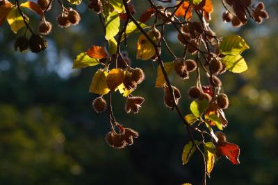 Beech Tree Masts in Autumn Sunshine