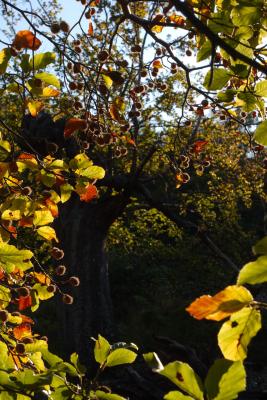 Beech Tree Leaves And Masts