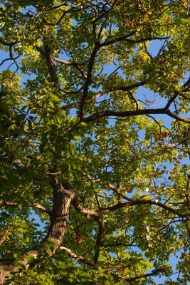 Autumn Oak Leaves at Burnham Beeches