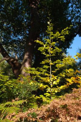 Beech Sapling and Mature Oak in Autumn