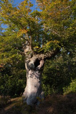 Pollarded Beech Tree at Burnham Beeches