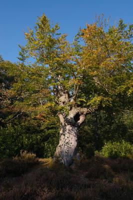 Pollarded Beech Tree at Burnham Beeches
