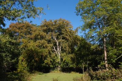 Majestic Beech Tree in Autumn