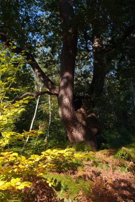 Mature Oak in Autumn at Burnham Beeches