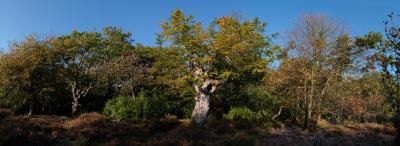Burnham Beeches Moat Autumn Panorama