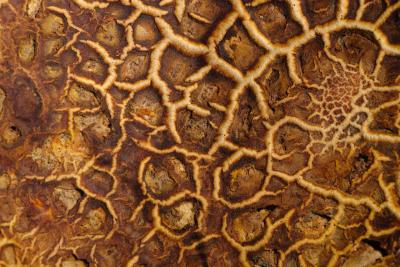 Common Earthball Fungus Macro Texture