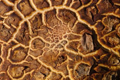 Common Earthball Fungus Network Texture