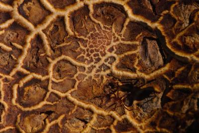 Common Earthball Macro With Wood Ant