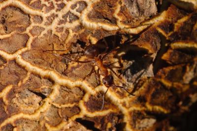 Common Earthball Macro With Wood Ant