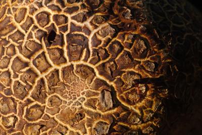 Common Earth Ball Macro With Wood Ant