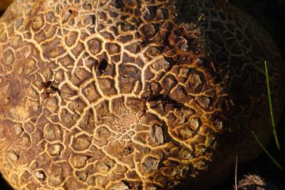 Common Earthball In Sunlight With Wood Ants