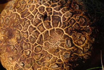 Common Earth-ball In Sunlight With Wood Ants