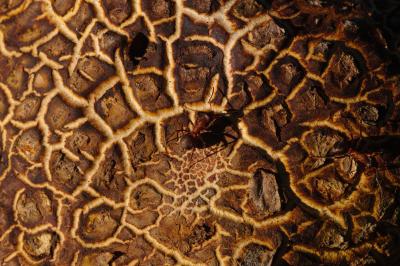 Common Earth Ball Macro With Wood Ants