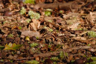Fallen Oak Leaves and Acorns in Autumn Sunshine