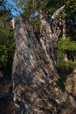 Heavily Weathered Tree Stump