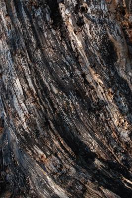 Heavily Weathered Bark Texture