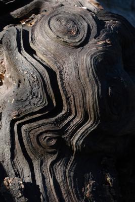 Old Weathered Wood Spiral Pattern