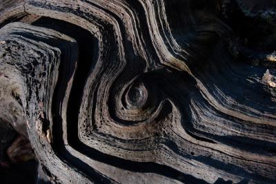 Weathered Wood Whorl and Grooves