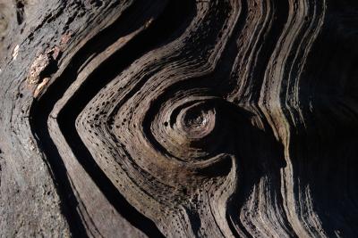 Weathered wood spiral whorl pattern
