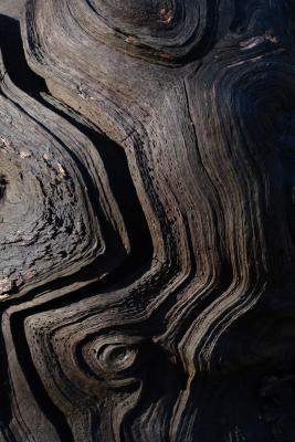 Gnarled and Weathered Wood Patterns