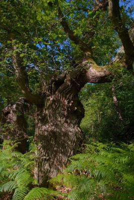 Old Oak tree at Burnham Beeches ancient woodland