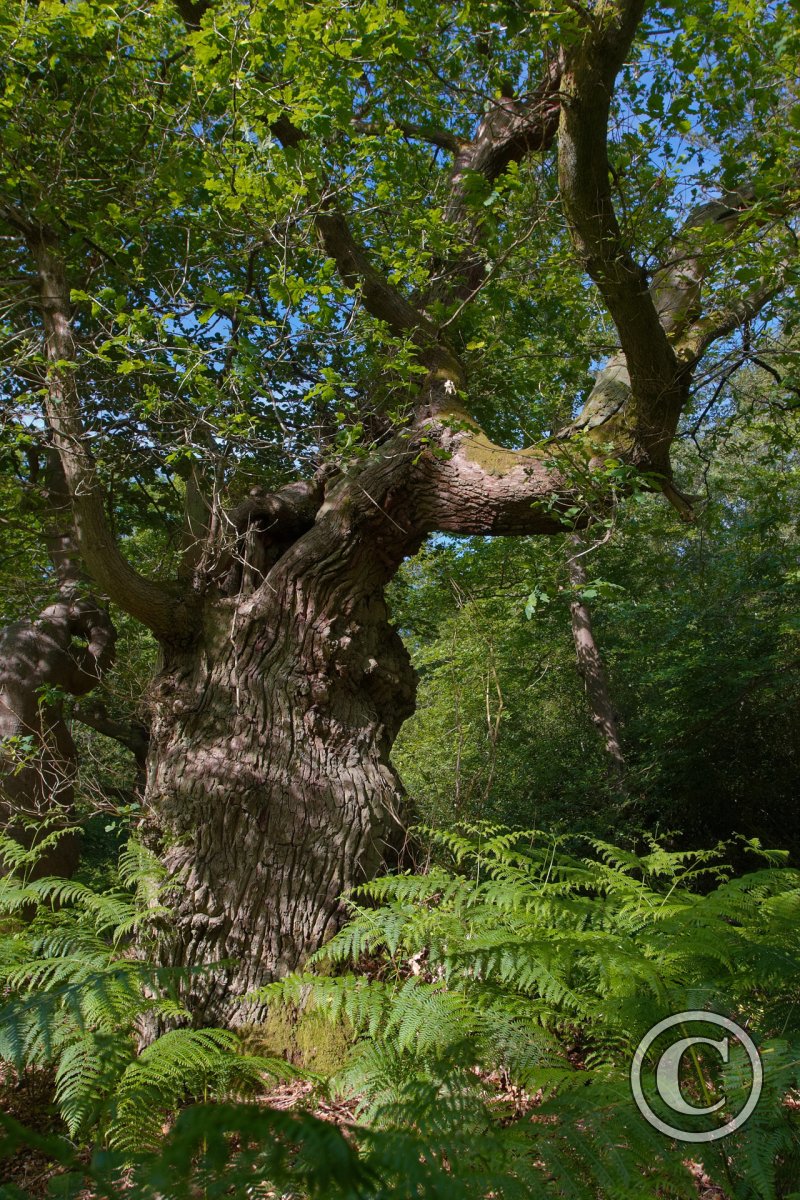Old Oak tree at Burnham Beeches ancient woodland | Trees And Woodland