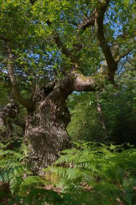 Old Oak tree at Burnham Beeches ancient woodland