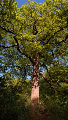 Tall Oak, Burnham Beeches ancient woodland