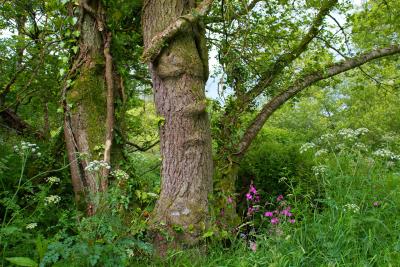 Trees And Woodland