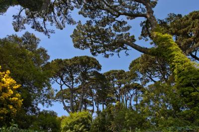 Towering Monterey Pines, Fowey, Cornwall