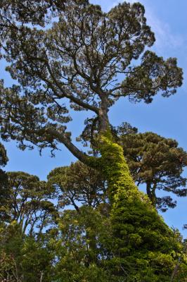Monterey Pine, Fowey, Cornwall