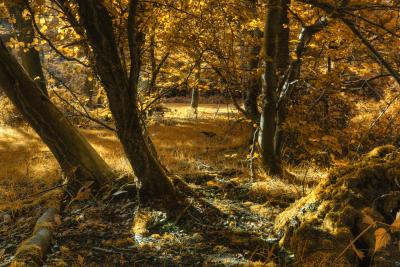 Golden Evening, Burnham Beeches, Buckinghamshire