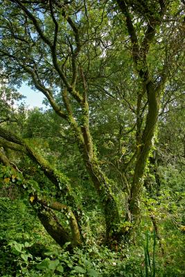 Madron Well Woodland