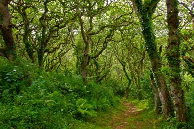 Path through the Oaks in Milllook Woods, Cornwall