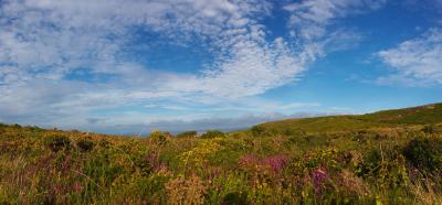 Rosewall Hill Heather and Gorse Panorama