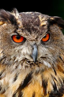 European Eagle Owl Portrait