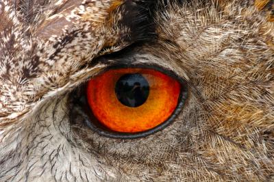 European Eagle Owl Eye Macro