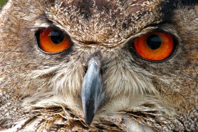 European Eagle Owl Face Macro