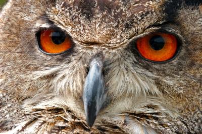 European Eagle Owl Face Macro