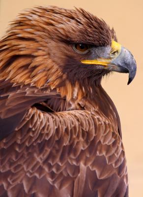 Golden Eagle Side Portrait