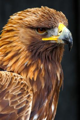 Male Golden Eagle