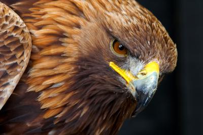 Golden Eagle Portrait