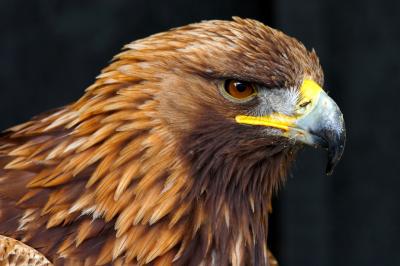 Golden Eagle Side Portrait