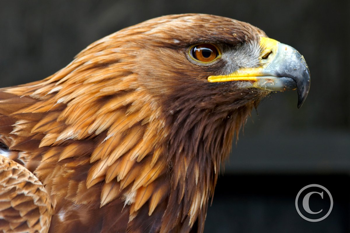 golden-eagle-side-portrait-birds-wildlife-photography-by-martin