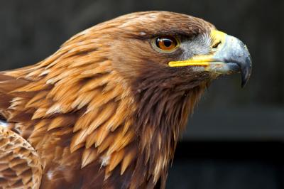 Golden Eagle Side Portrait