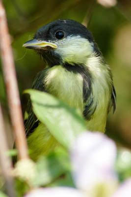 Great Tit Fledgling