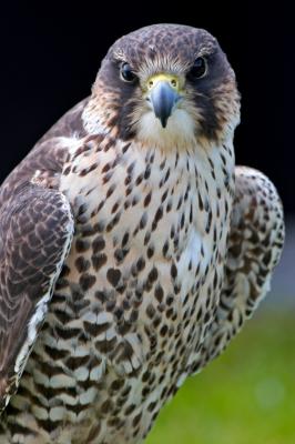 Lanner Falcon Portrait