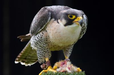 Peregrine Falcon Feeding